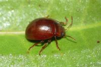 Chrysolina staphylaea