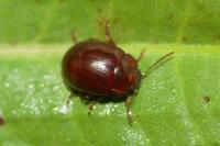 Chrysolina staphylaea