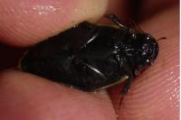 Colymbetes fuscus