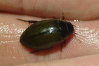 Colymbetes fuscus