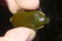 Cybister lateralimarginalis