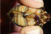 Cybister lateralimarginalis
