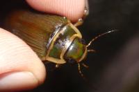 Dytiscus marginalis