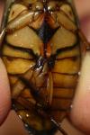 Dytiscus marginalis
