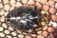 Hydaticus seminiger