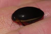 Hydaticus seminiger