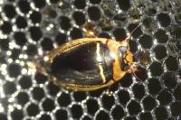 Hydaticus transversalis