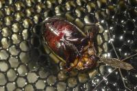 Hydaticus transversalis