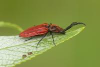 Anostirus purpureus