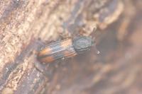 Bitoma crenata