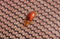 Coccidula rufa
