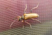 Cortodera humeralis