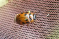 Gonioctena decemnotata
