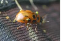 Gonioctena decemnotata