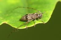 Leiopus femoratus