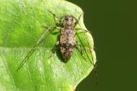 Leiopus femoratus
