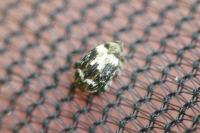 Orchestes hortorum