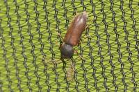 Ptilinus pectinicornis