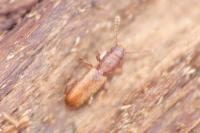 Silvanus unidentatus