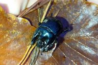 Typhaeus typhoeus