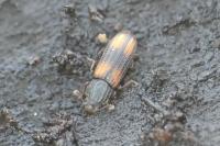 Bitoma crenata