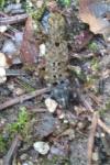 Ontholestes tessellatus