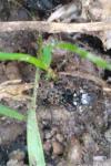 Ontholestes murinus