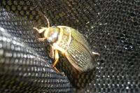 Dytiscus marginalis