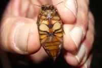 Dytiscus marginalis