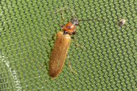 Denticollis linearis