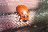 Gonioctena viminalis