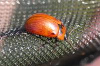 Gonioctena viminalis