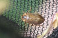Microcara testacea