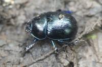 Anoplotrupes stercorosus