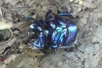 Anoplotrupes stercorosus