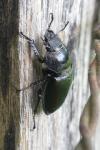 Lucanus cervus