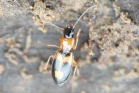 Badister bullatus