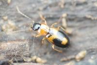 Badister bullatus