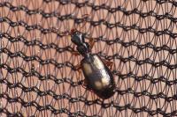 Calodromius spilotus