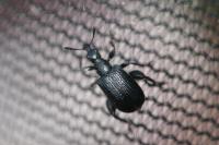 Deporaus betulae