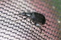 Deporaus betulae