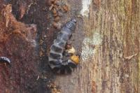 Lygistopterus sanguineus