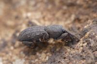 Mitoplinthus caliginosus
