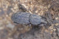 Mitoplinthus caliginosus