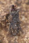 Mitoplinthus caliginosus