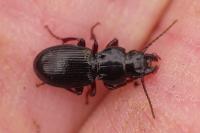 Molops piceus