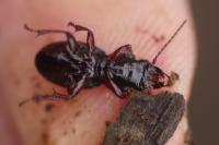 Molops piceus
