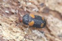 Mycetophagus quadripustulatus