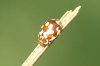 Myrrha octodecimguttata