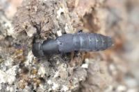 Ocypus aethiops